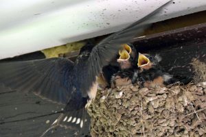 Alle Schwalben sind im Hotel Garküche