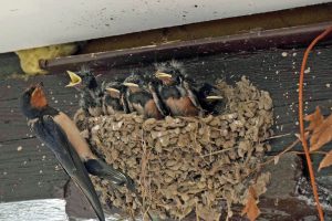 Alle Gäste sind im Hotel mitten im Naturpark 