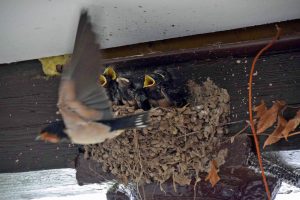 Kleine Gäste im Hotel 