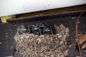 Schwalben-Gäste im Hotel